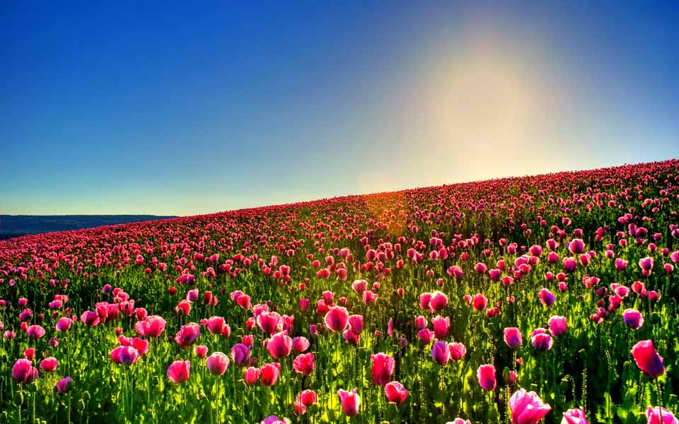 3901_tulips.jpg