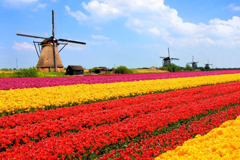tulip_fields_netherlands.jpg